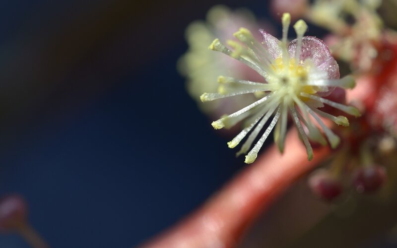 close-up of a flower