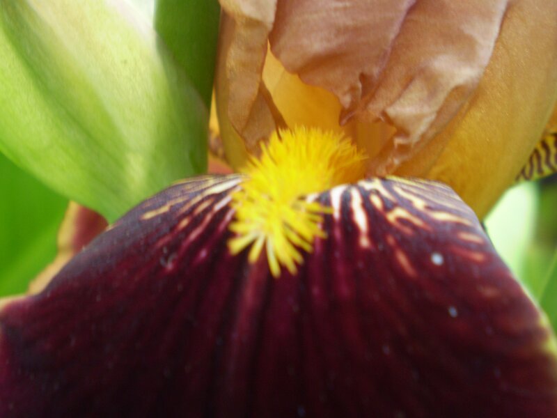 close-up of a flower