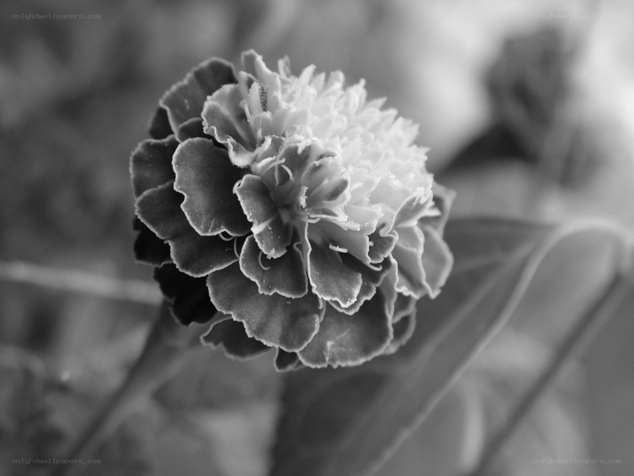 close-up of a flower