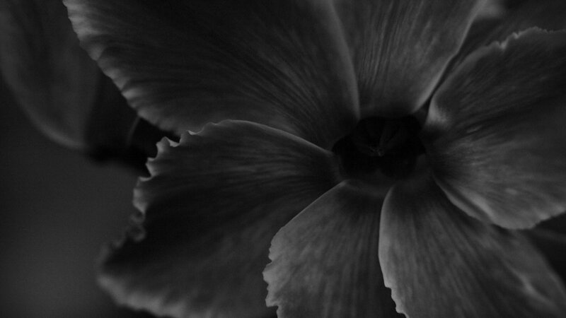 Close-up of a Flower — Black