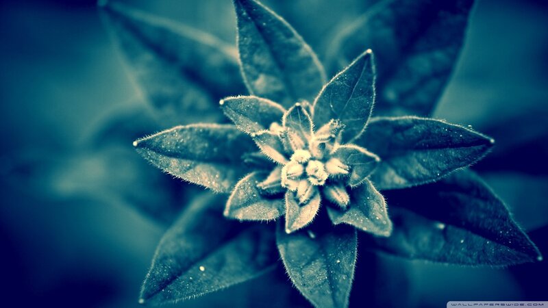 Close-up of a Flower — Blue, Calm