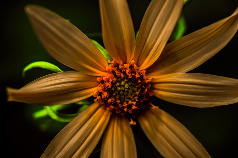 Close-up of a Flower — Brown, Dramatic