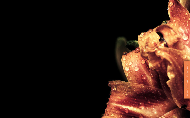 Close-up of a Flower — Brown