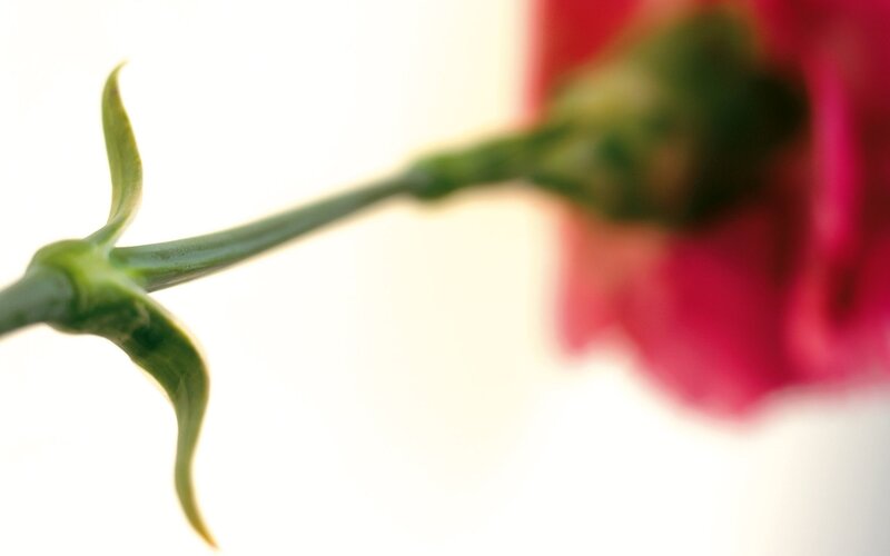 close-up of a flower bud