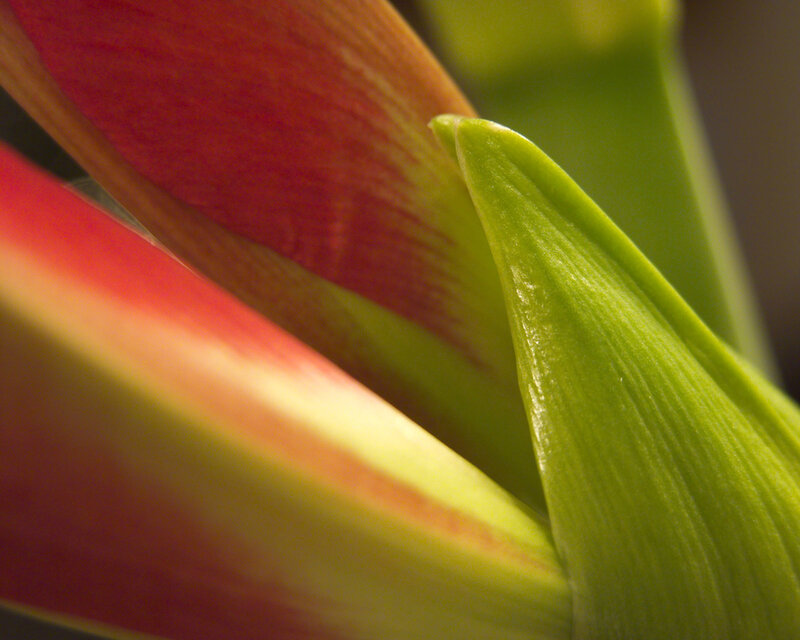 Close-up of a flower bud