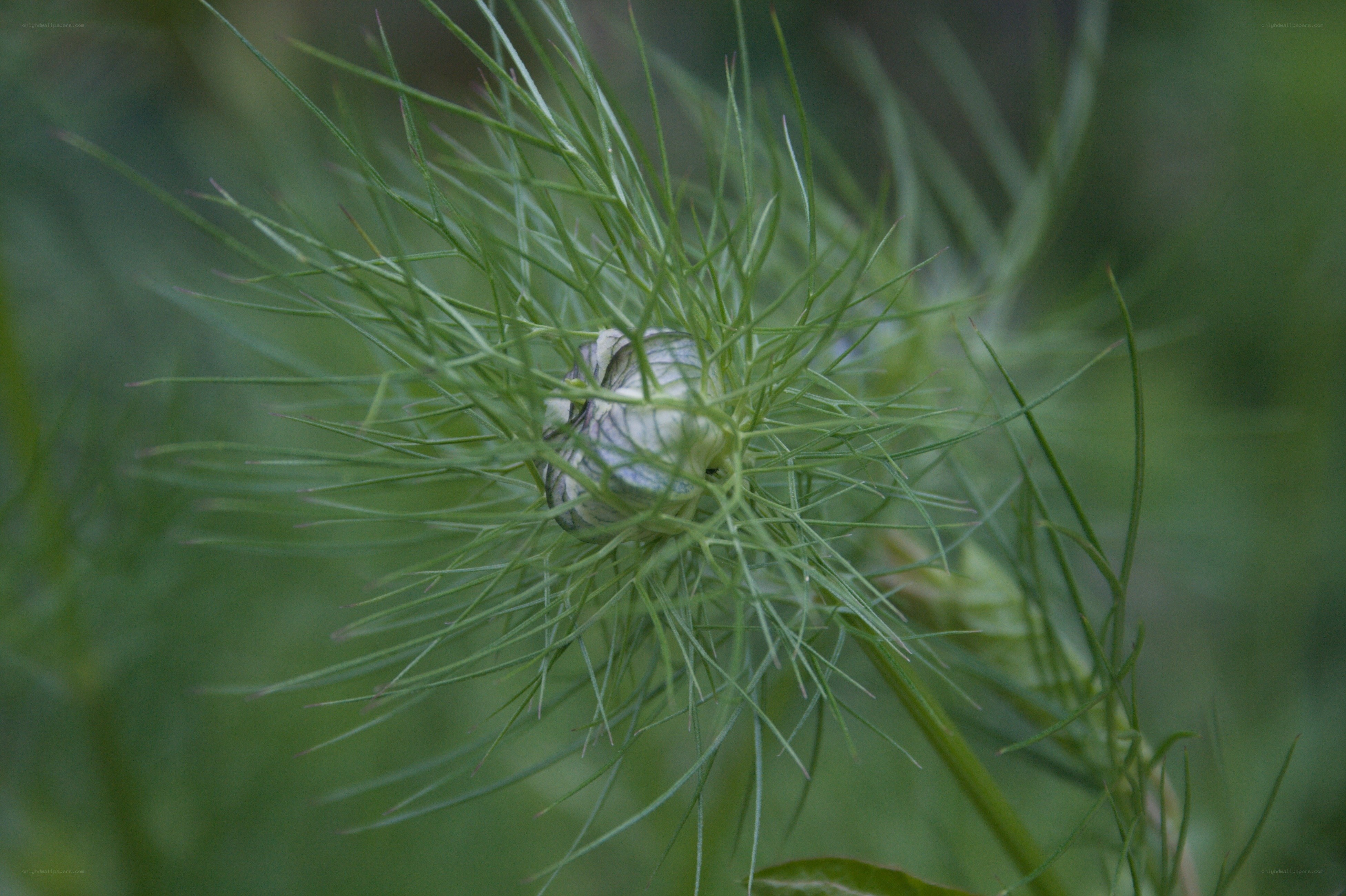 close-up of a flower bud