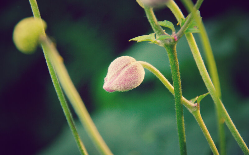 Close-up of a flower bud