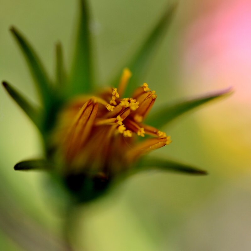 Close-up of a flower bud