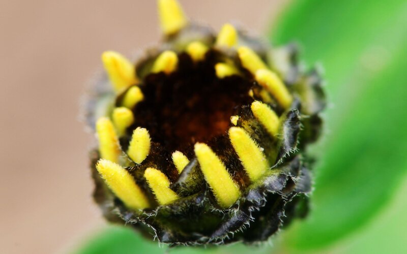 close-up of a flower bud
