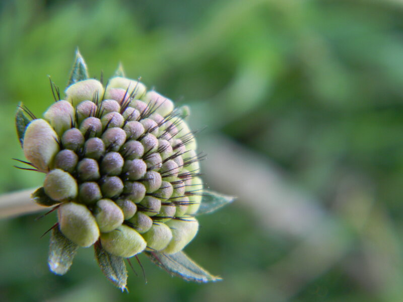 Close-up of a Flower Bud — Green
