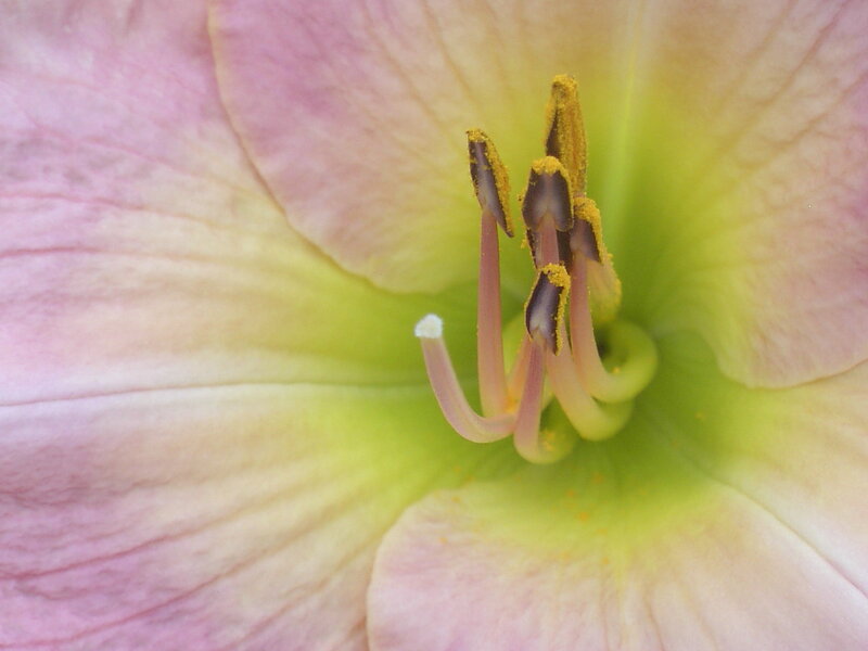 close-up of a flower center