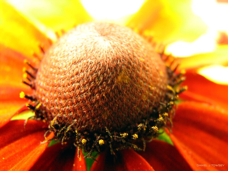 Close-up of a flower center