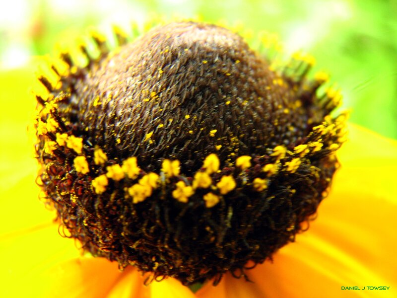 close-up of a flower center