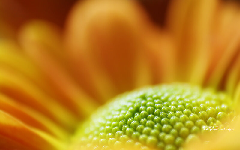 close-up of a flower center
