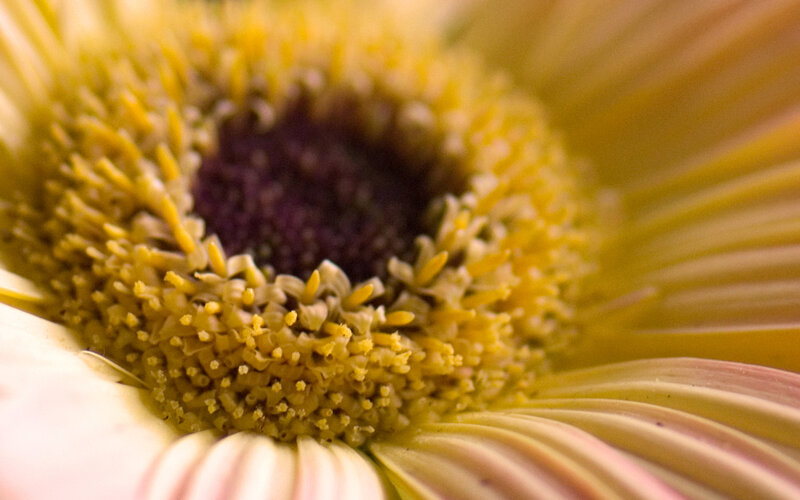 close-up of a flower center