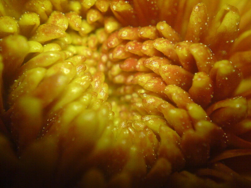Close-up of a flower center