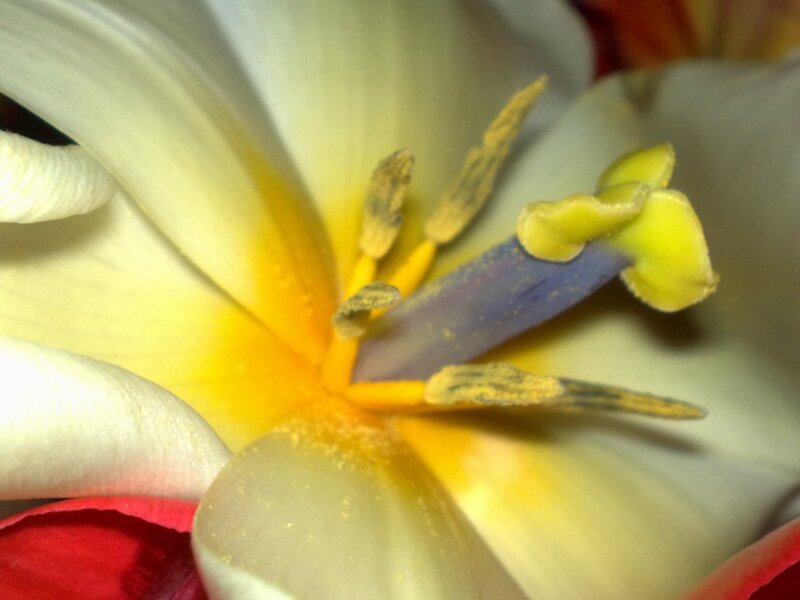 close-up of a flower center
