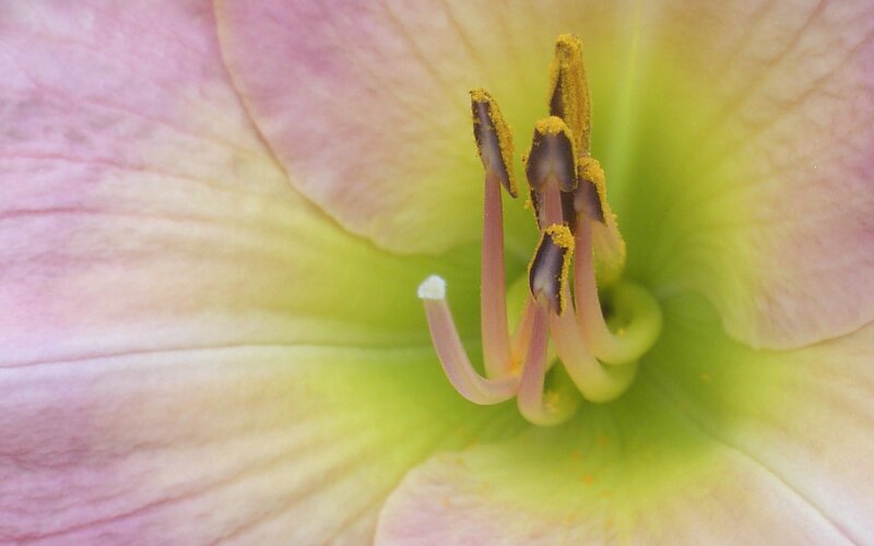 close-up of a flower center