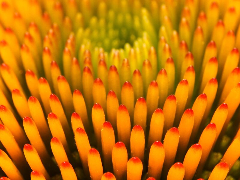 Close-up of a flower center