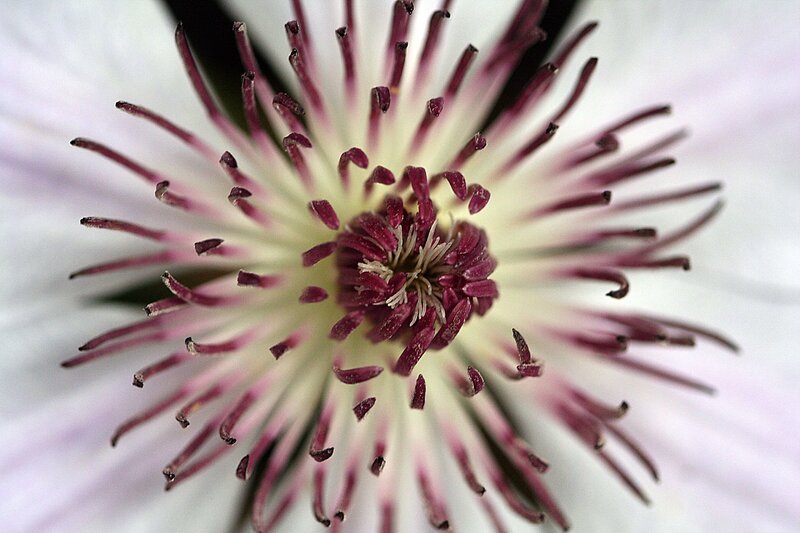 close-up of a flower center