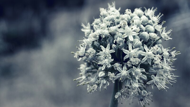 close-up of a flower cluster