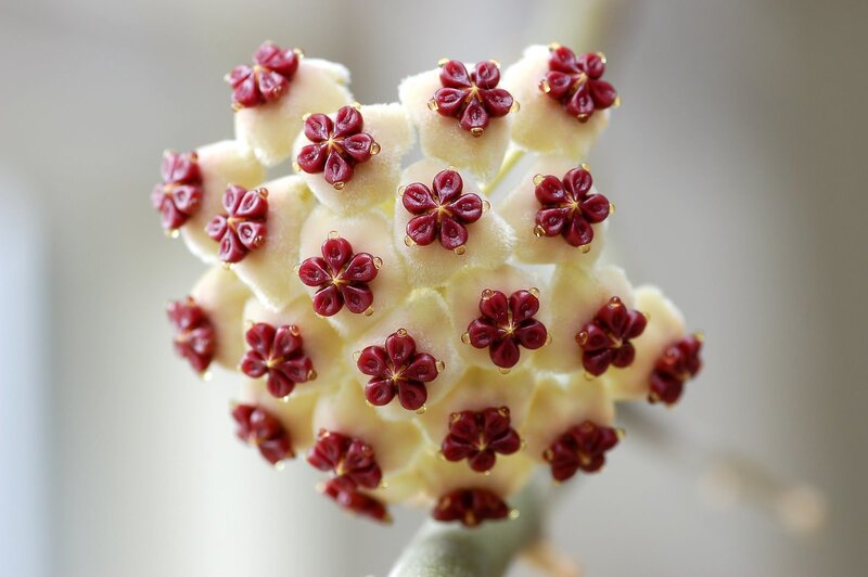 Close-up of a flower cluster