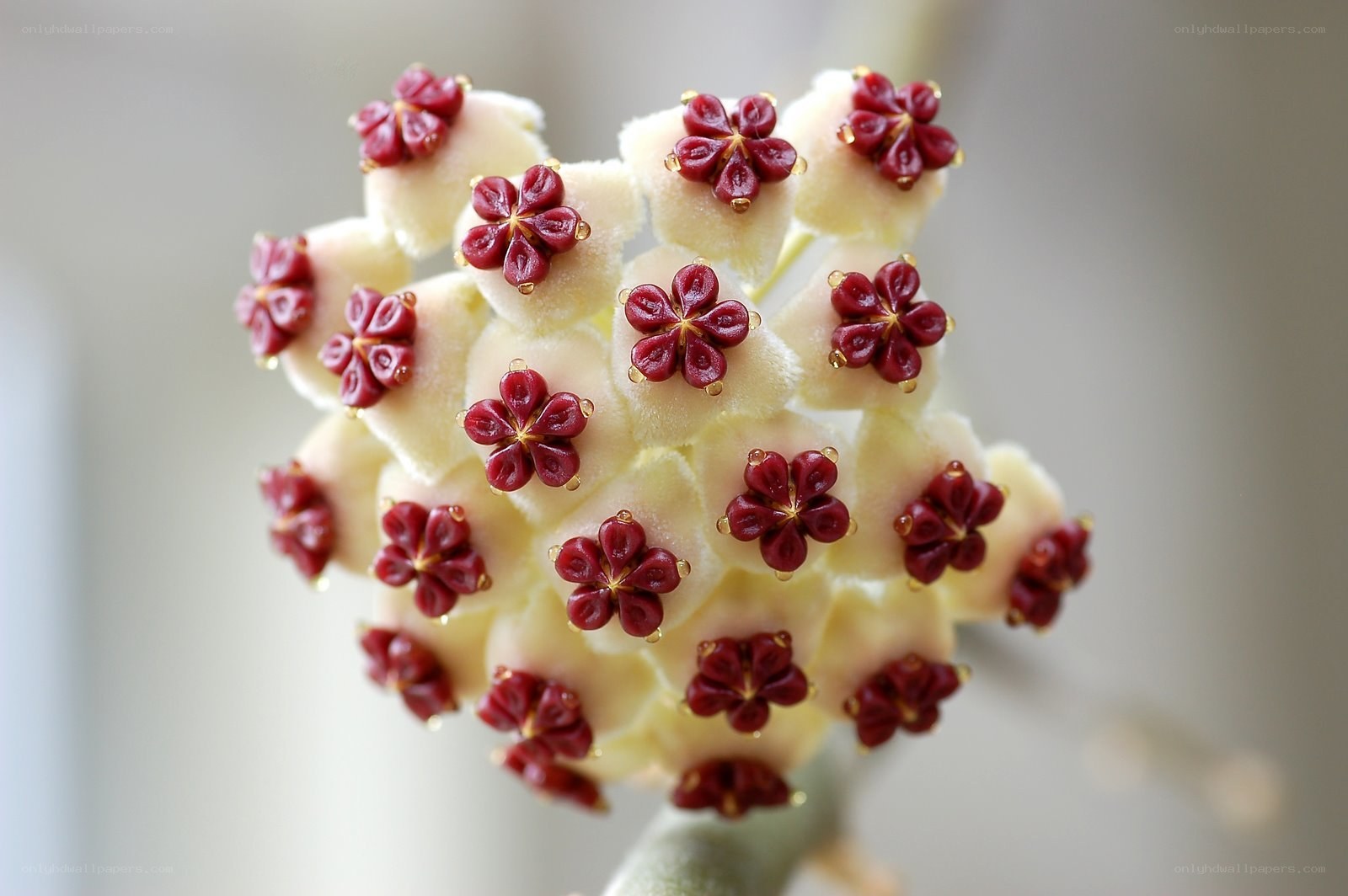 Close-up of a flower cluster