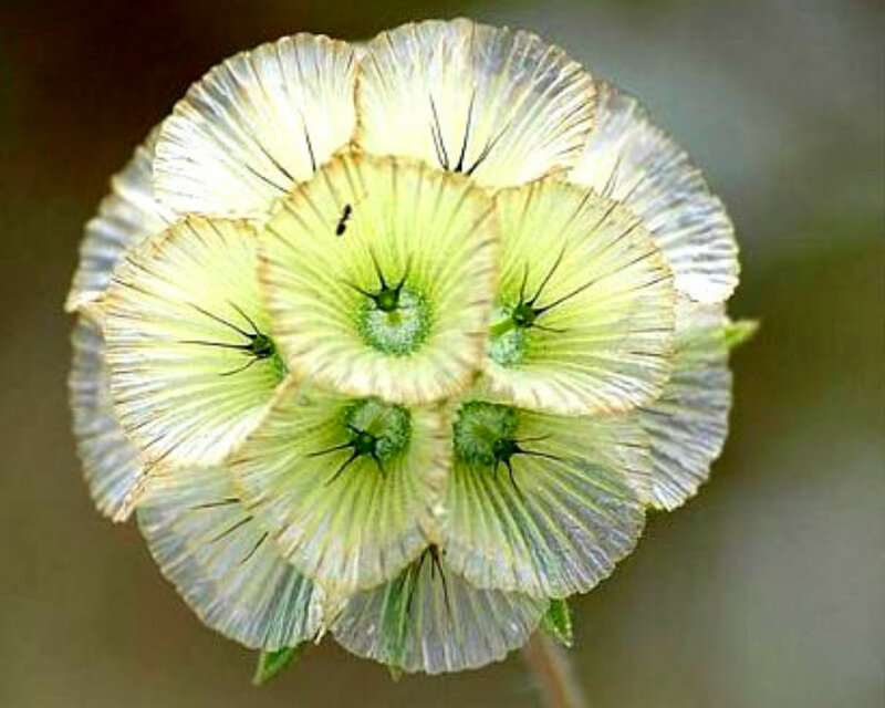 Close-up of a Flower — Green, Calm