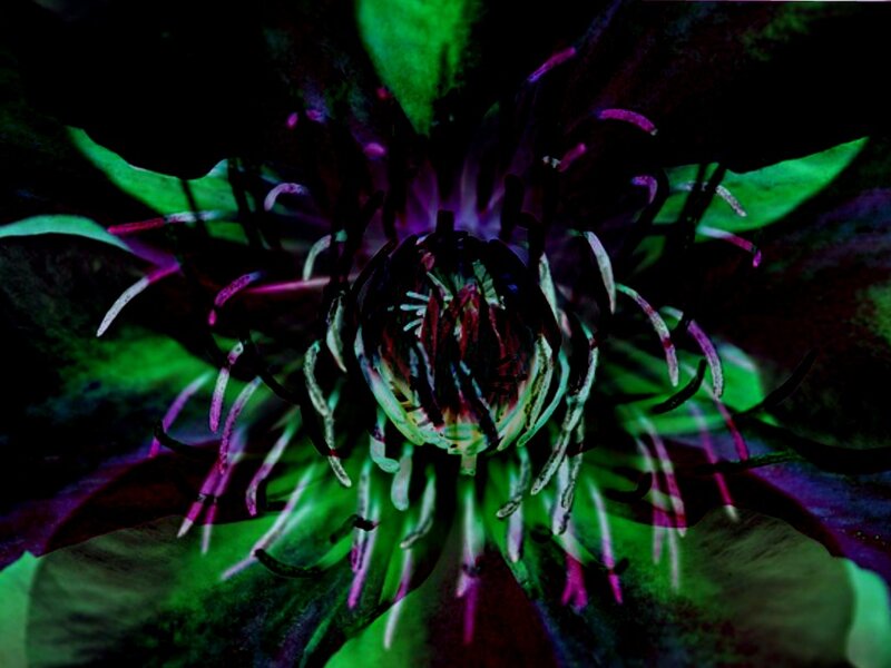 Close-up of a Flower — Green, Dark