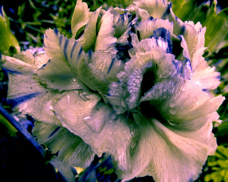 Close-up of a Flower — Green, Dramatic