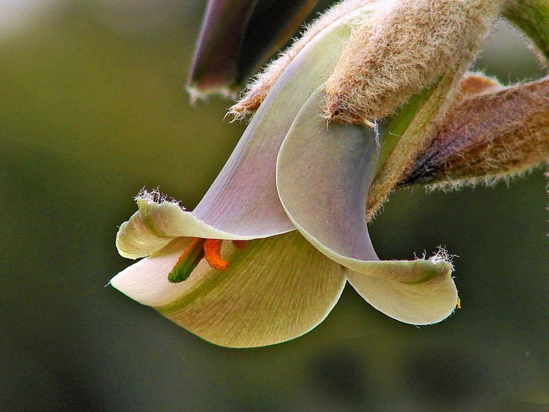 Close-up of a Flower — Green