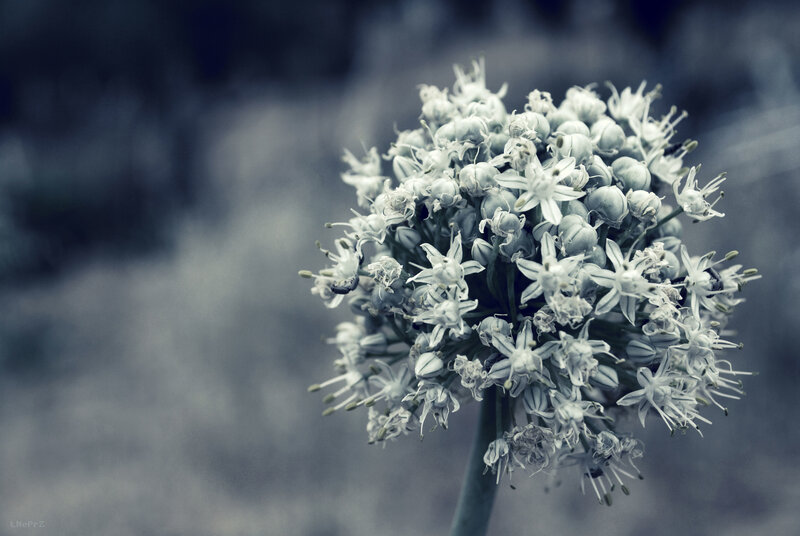 close-up of a flower head