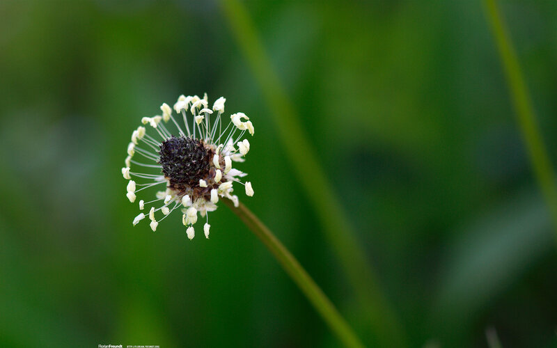 Close-up of a flower head