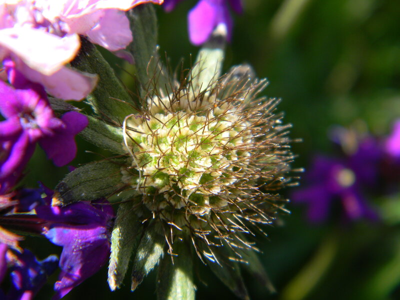 Close-up of a Flower Head — Green