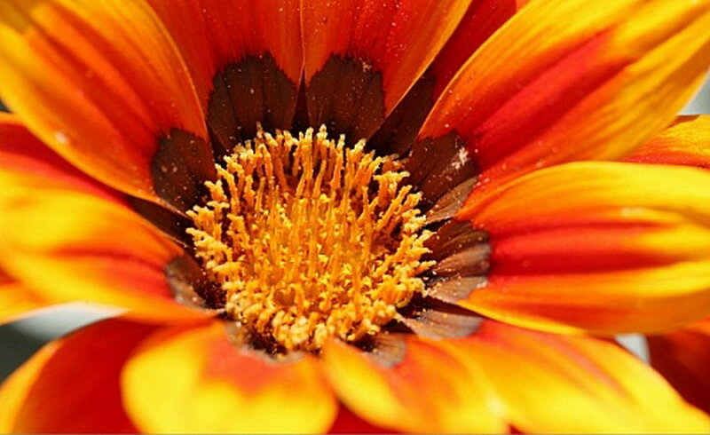 Close-up of a Flower — Orange