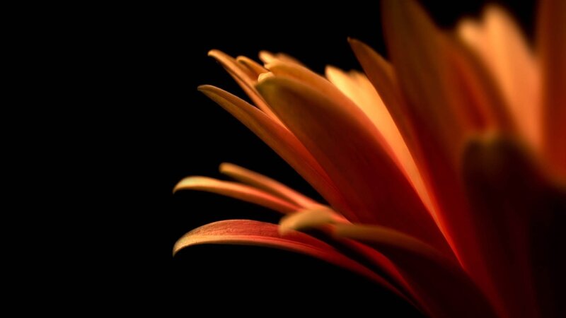 Close-up of a flower petal
