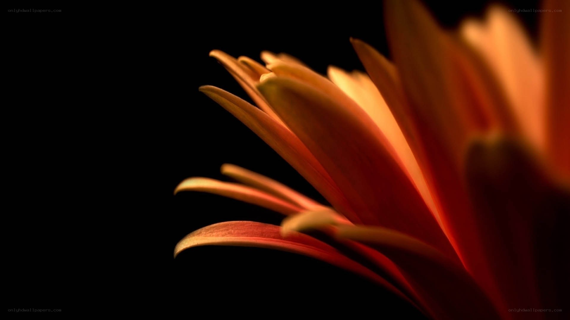 Close-up of a flower petal
