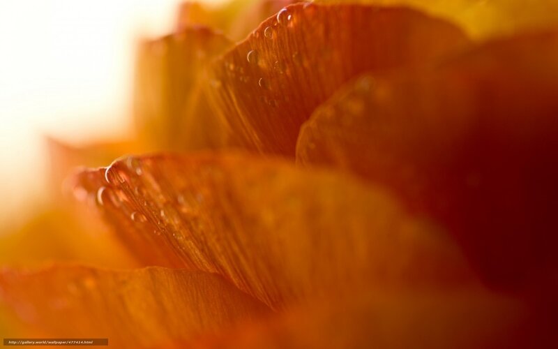 Close-up of a flower petal