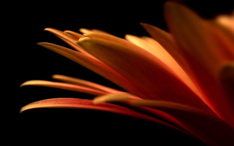 Close-up of a flower petal