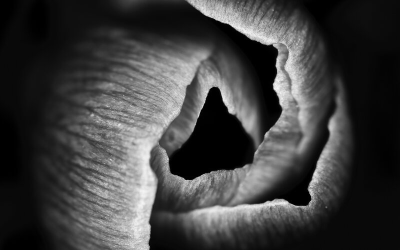 close-up of a flower petal