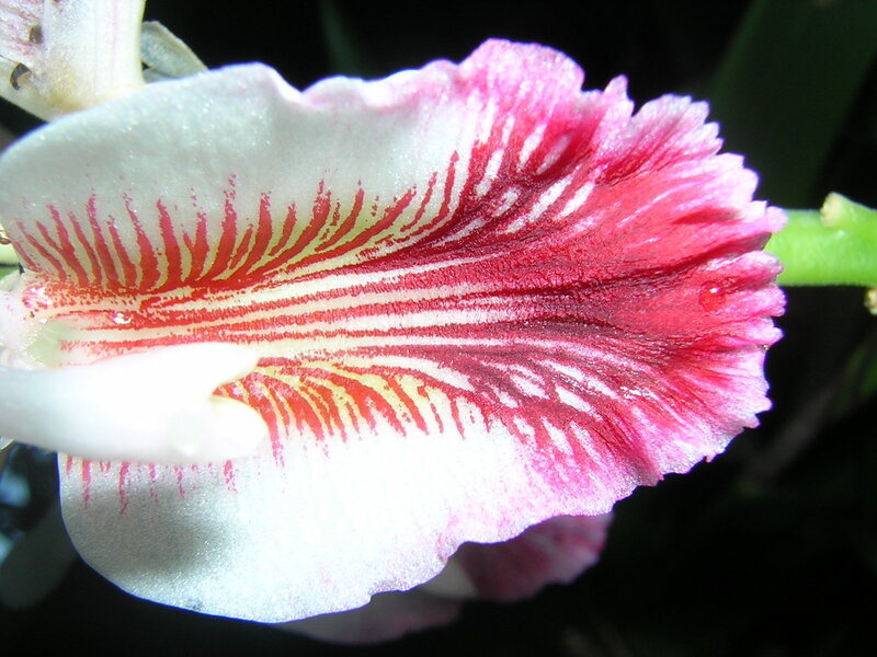 close-up of a flower petal