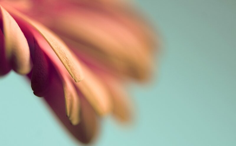 Close-up of a flower petal