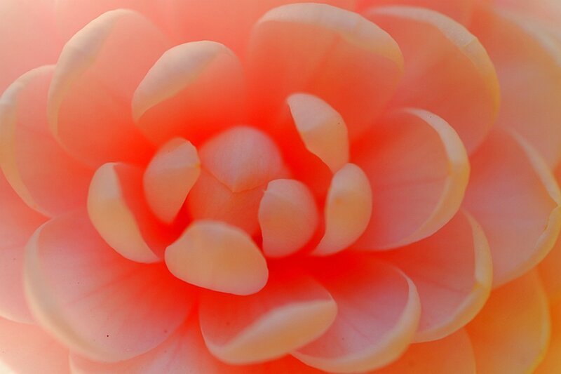 Close-up of a Flower — Pink, Serene, Photograph