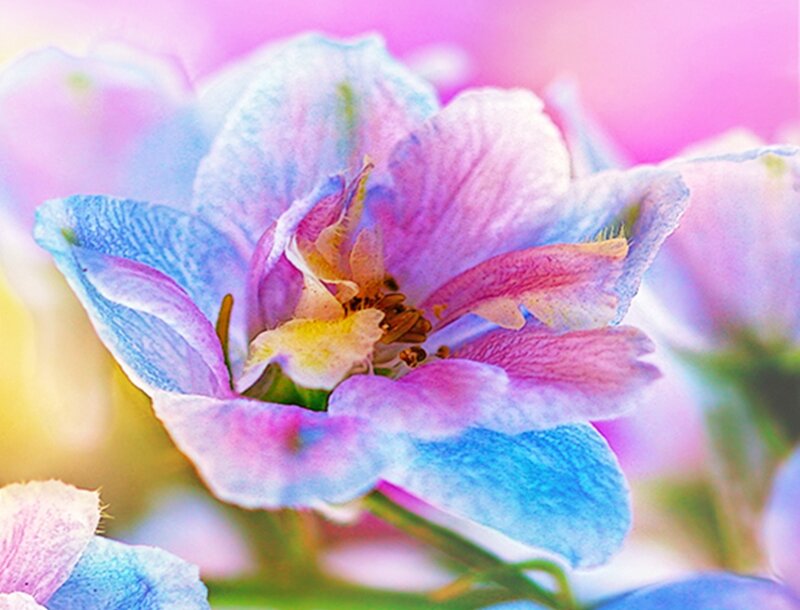 Close-up of a Flower — Pink, Serene