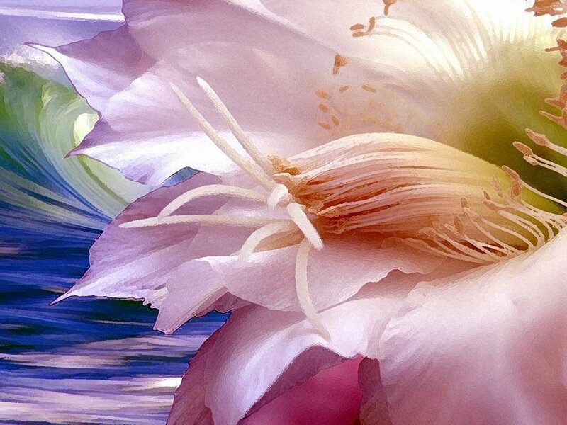 Close-up of a Flower — Pink