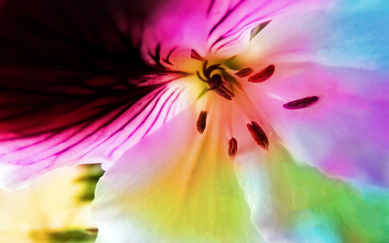 Close-up of a Flower — Pink, Vibrant