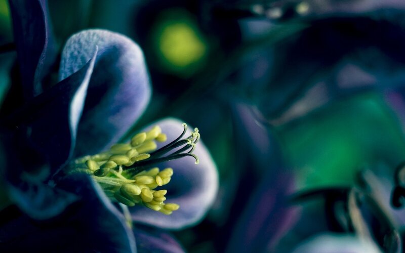 Close-up of a Flower — Purple, Dramatic