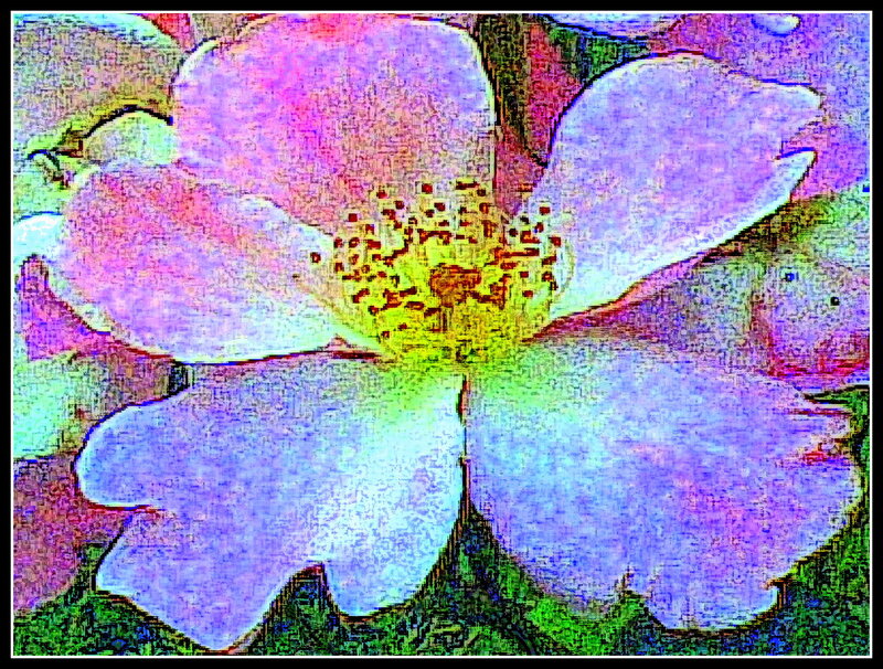 Close-up of a Flower — Purple