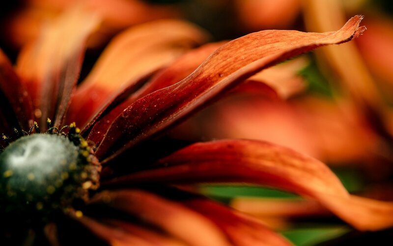 Close-up of a Flower — Red, Dramatic, Autumn