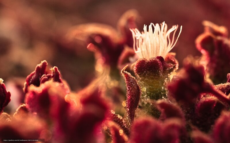 Close-up of a Flower — Red, Dramatic